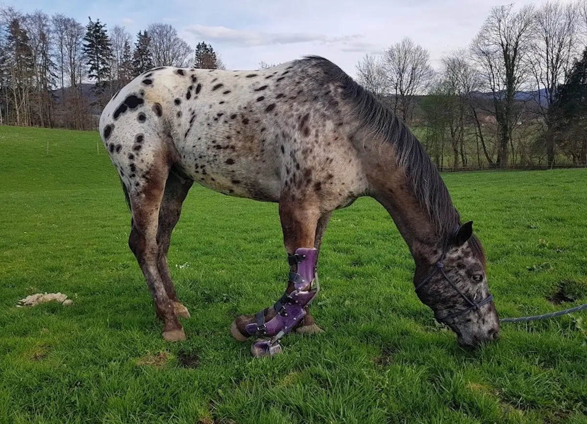 Hybrid Orthotic Prosthetic