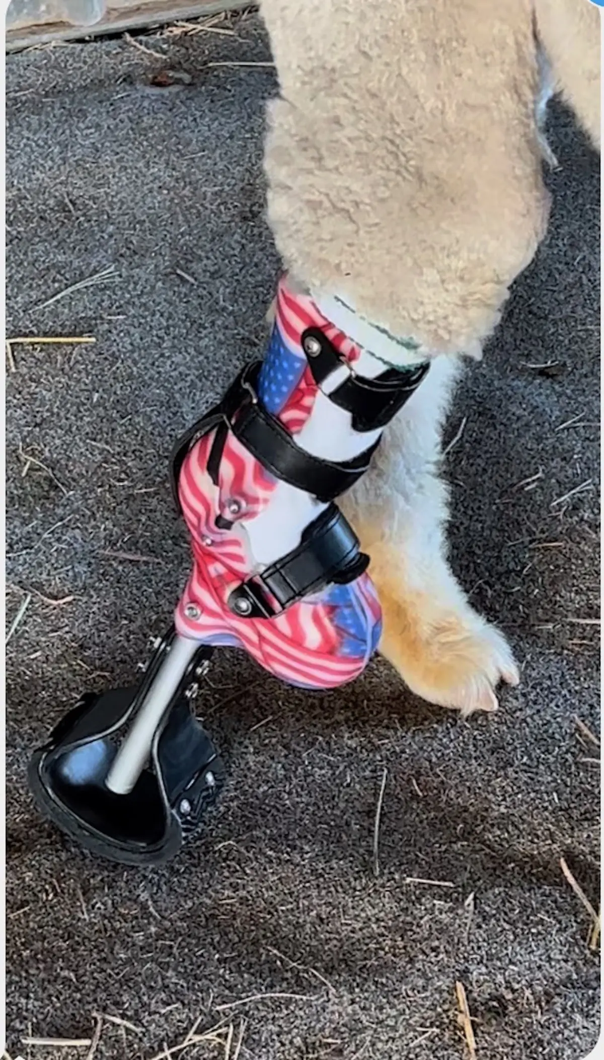 Prosthetic