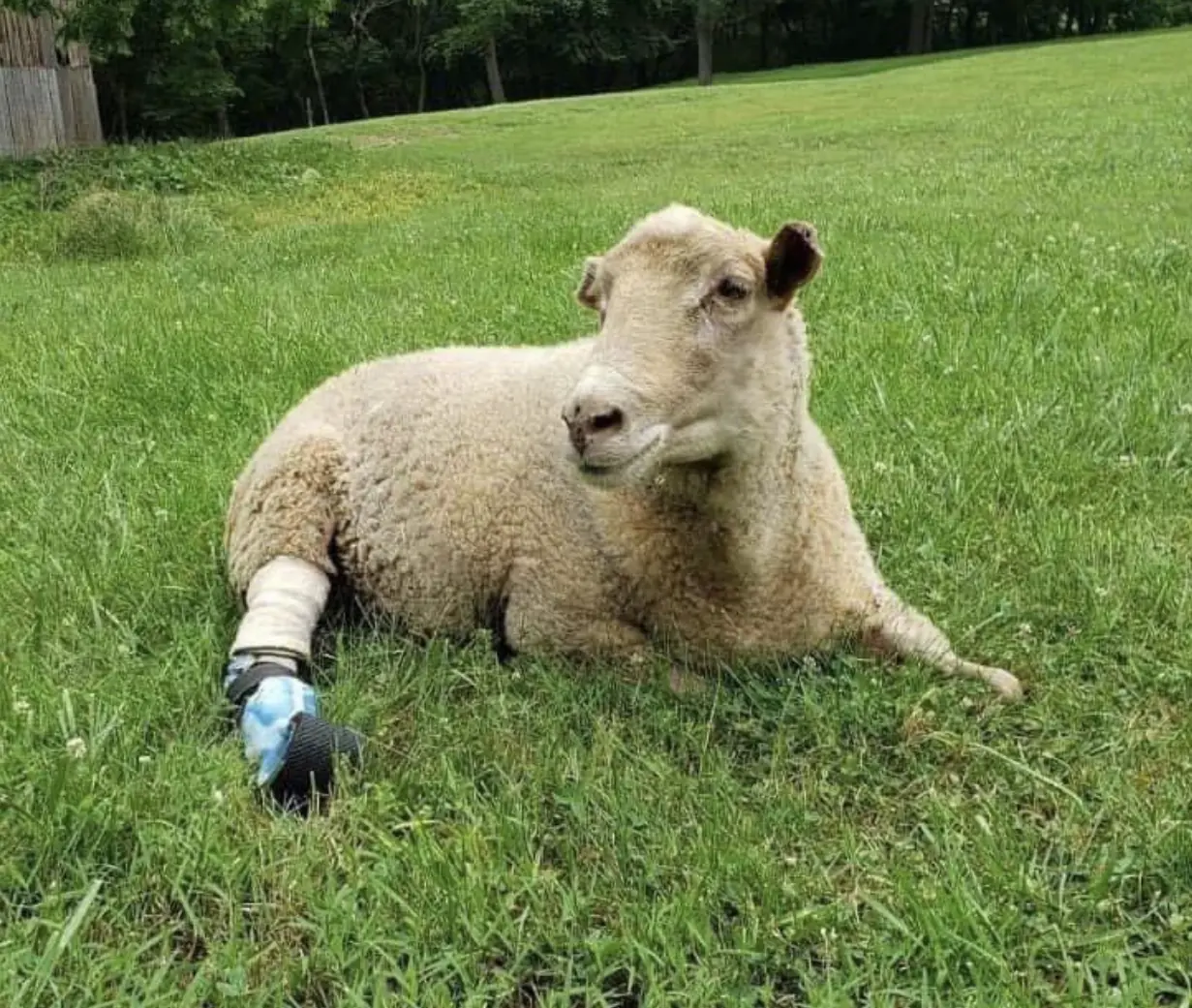 Partial Limb Prosthetic