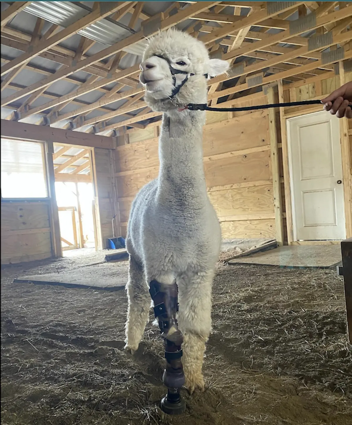 Custom Prosthetic