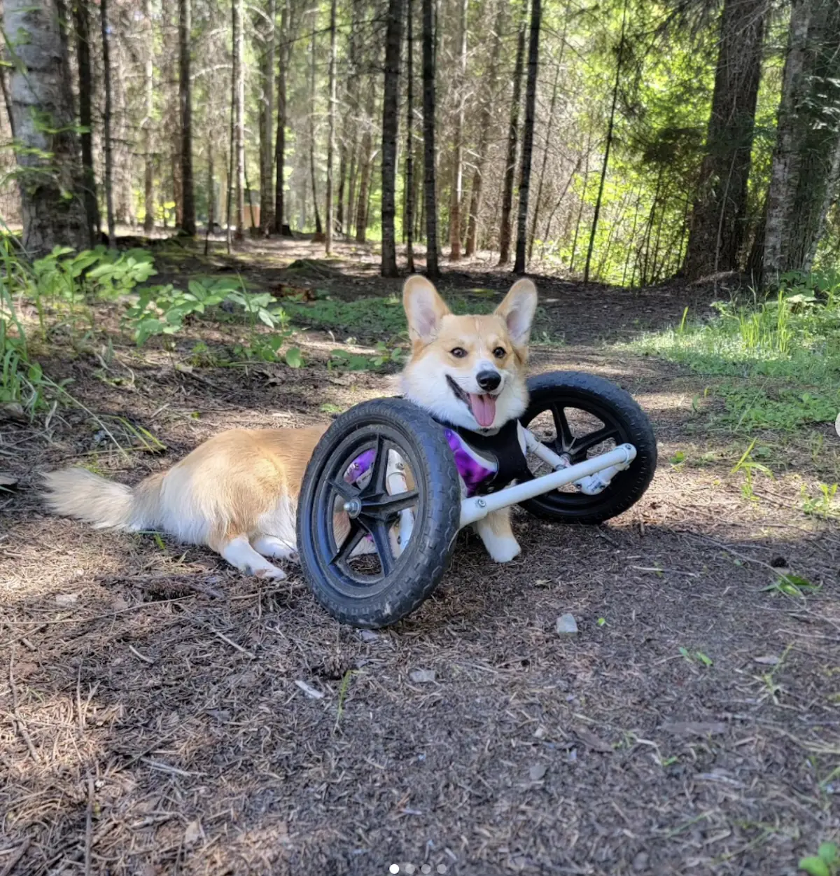 Wheelchair