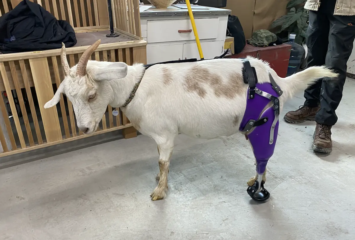 Rear Full Limb Prosthetic