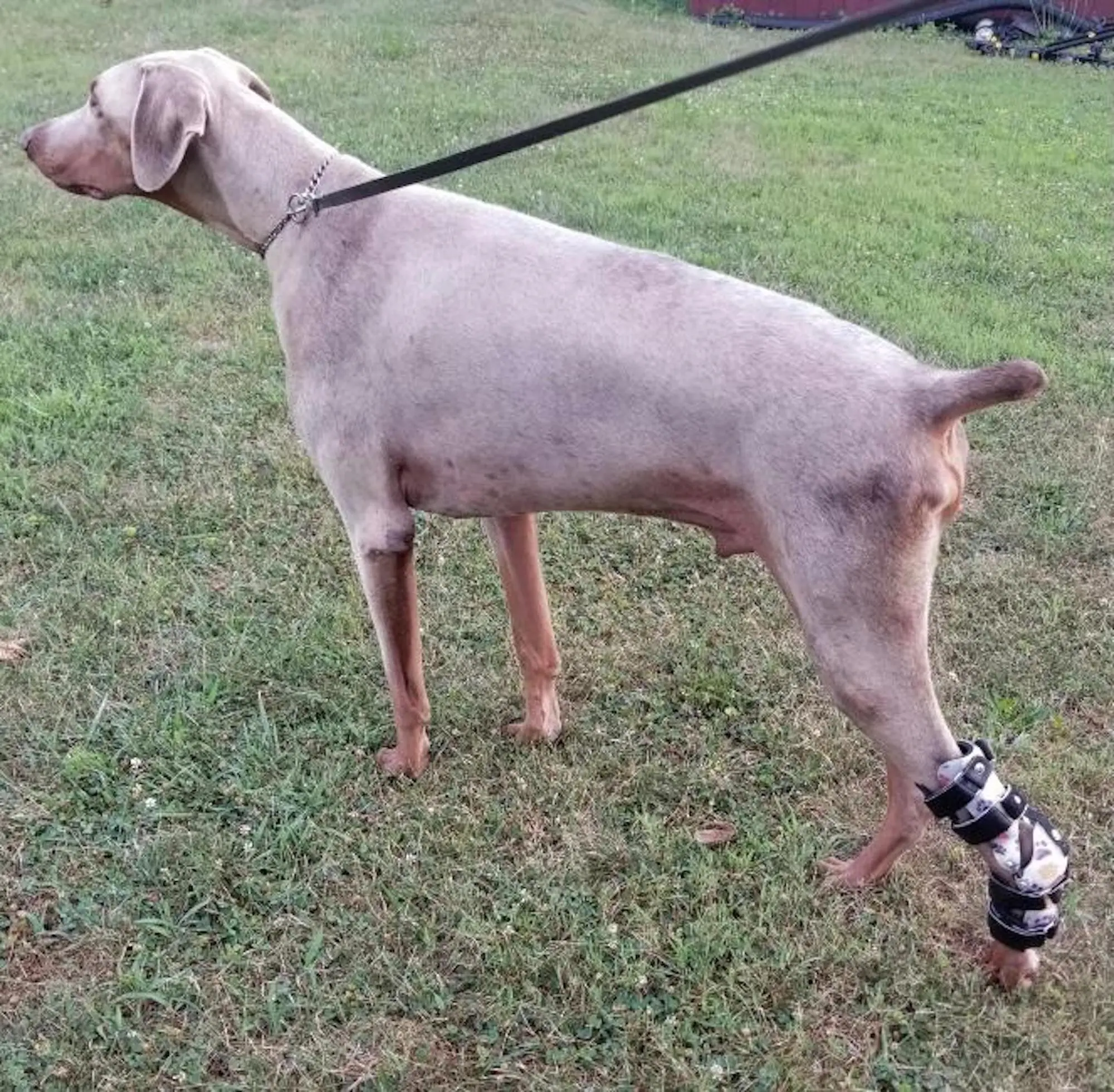 Hock Brace