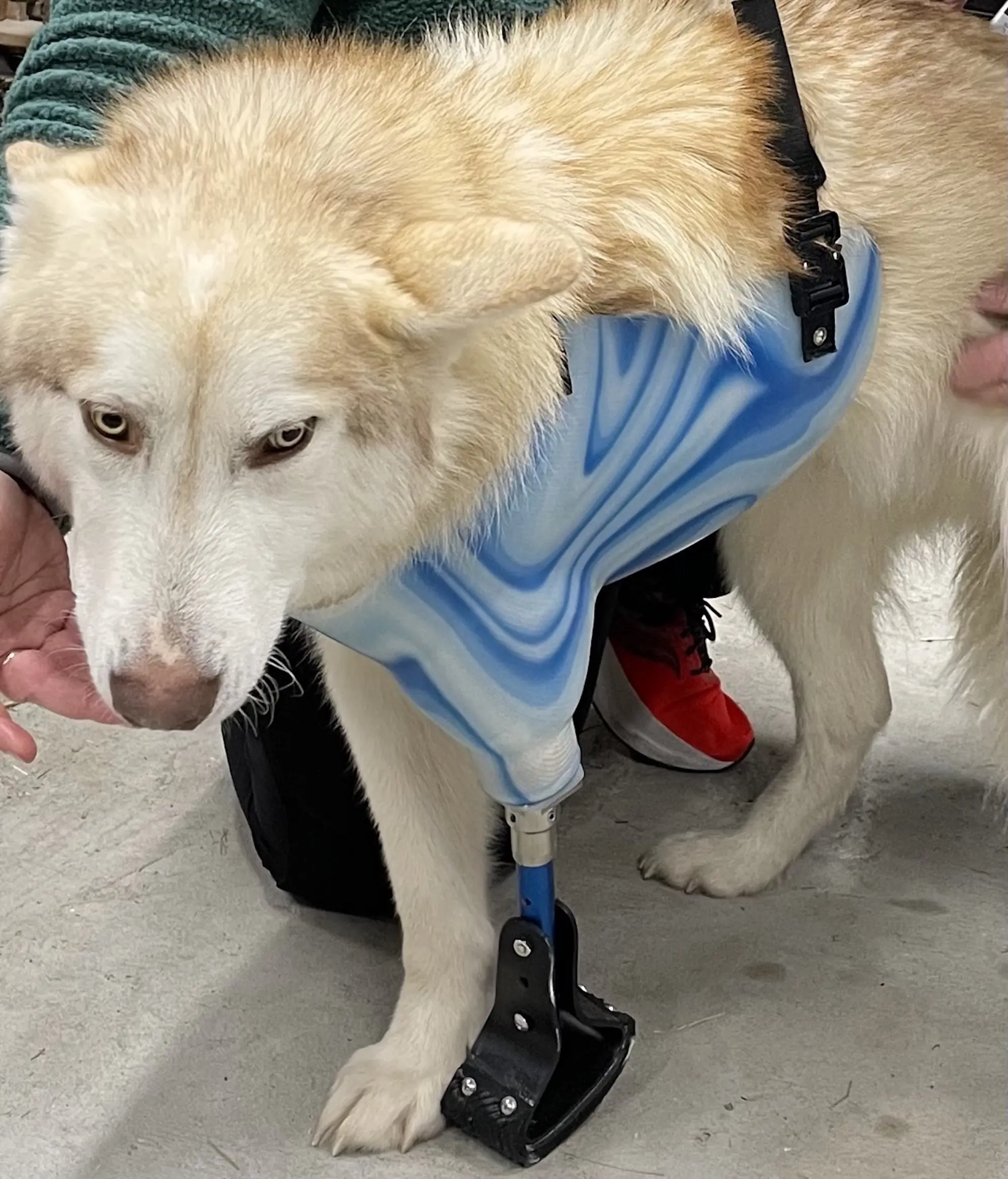 Full Limb Prosthetic