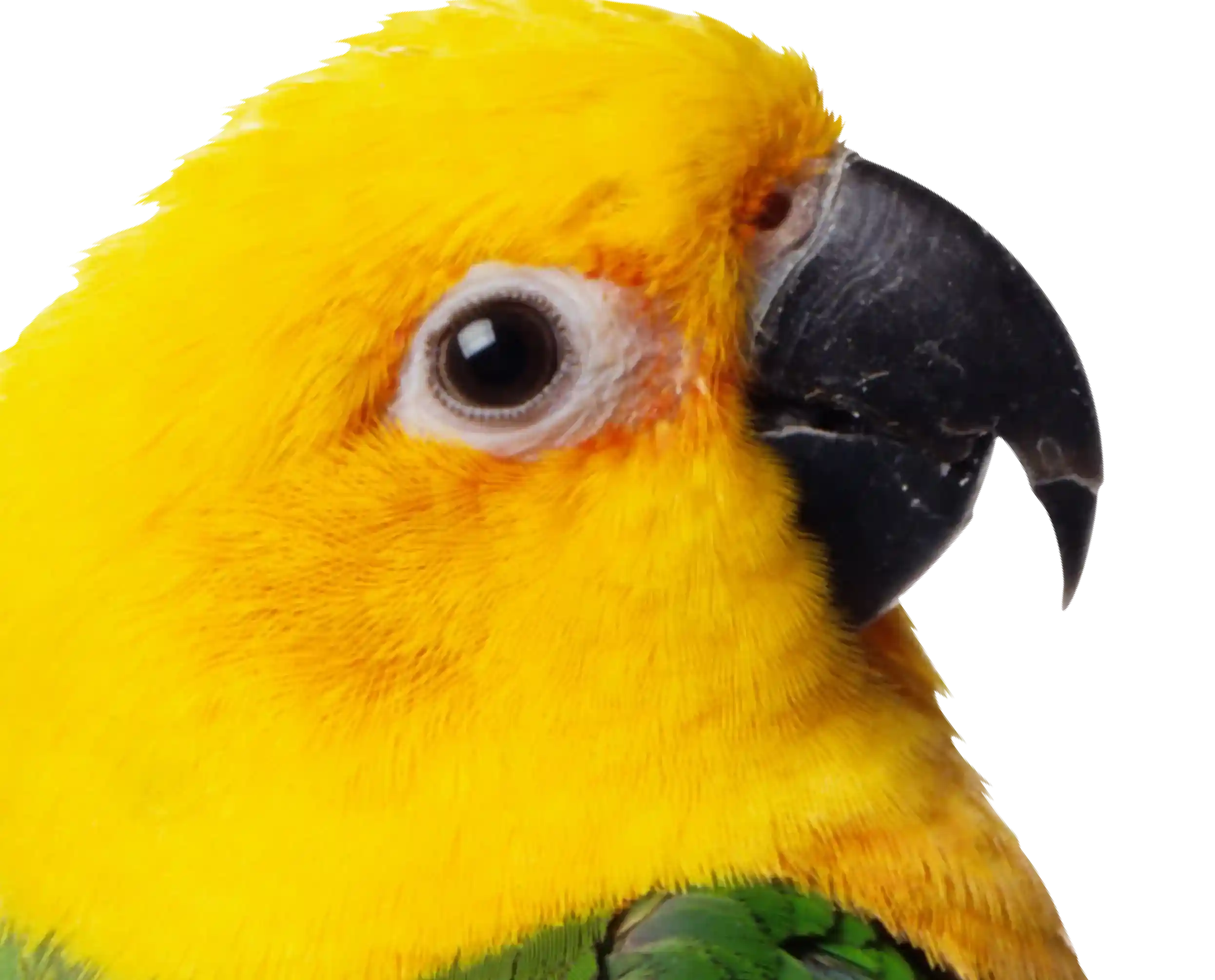Imagen de loro