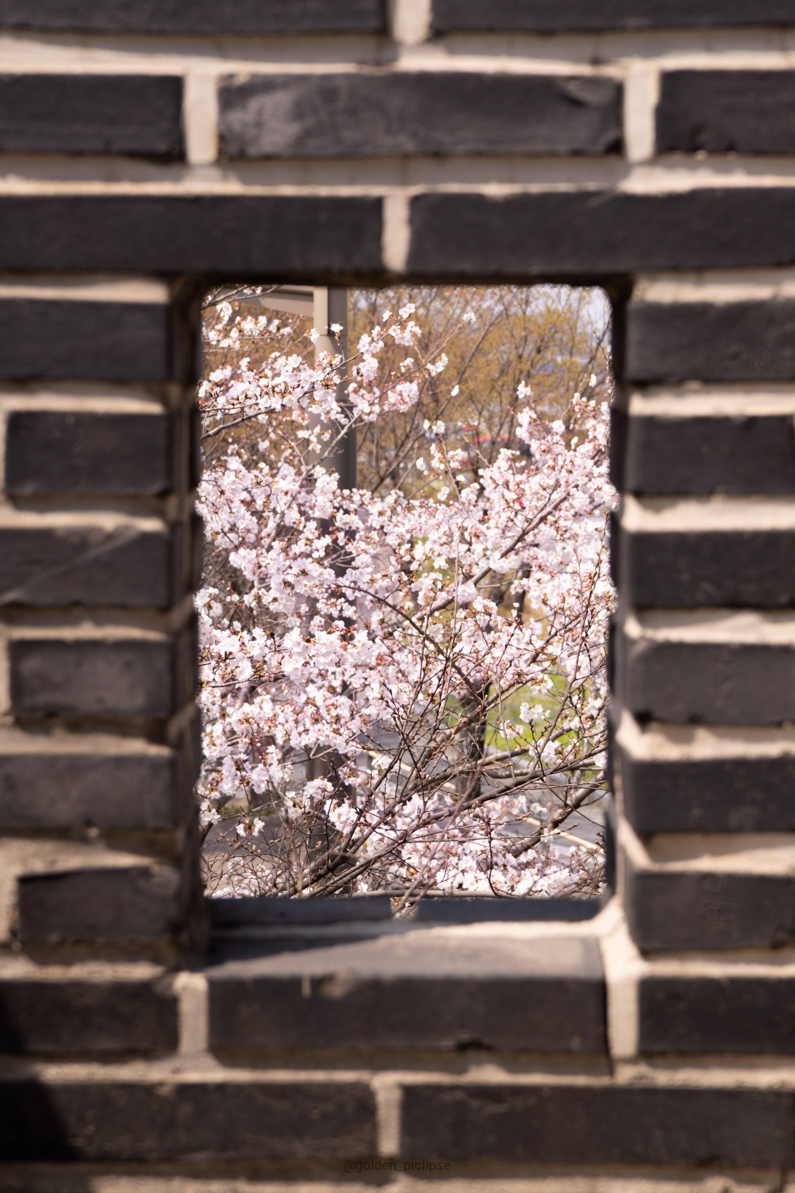 봄이 왔어요