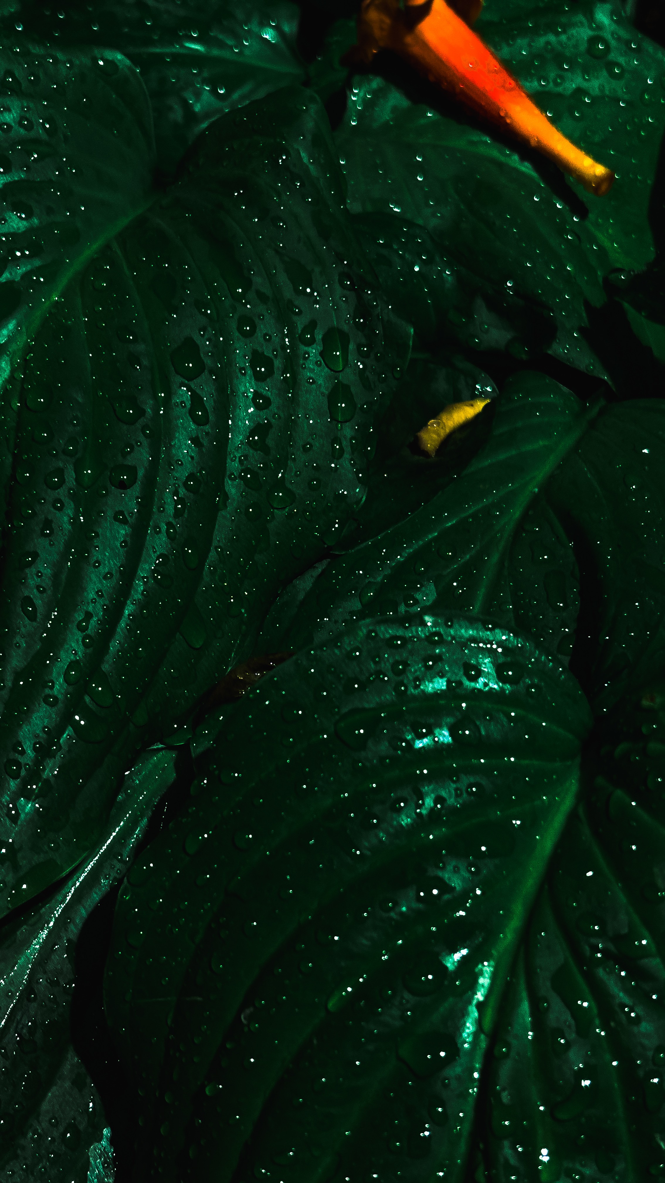 green water 🌱