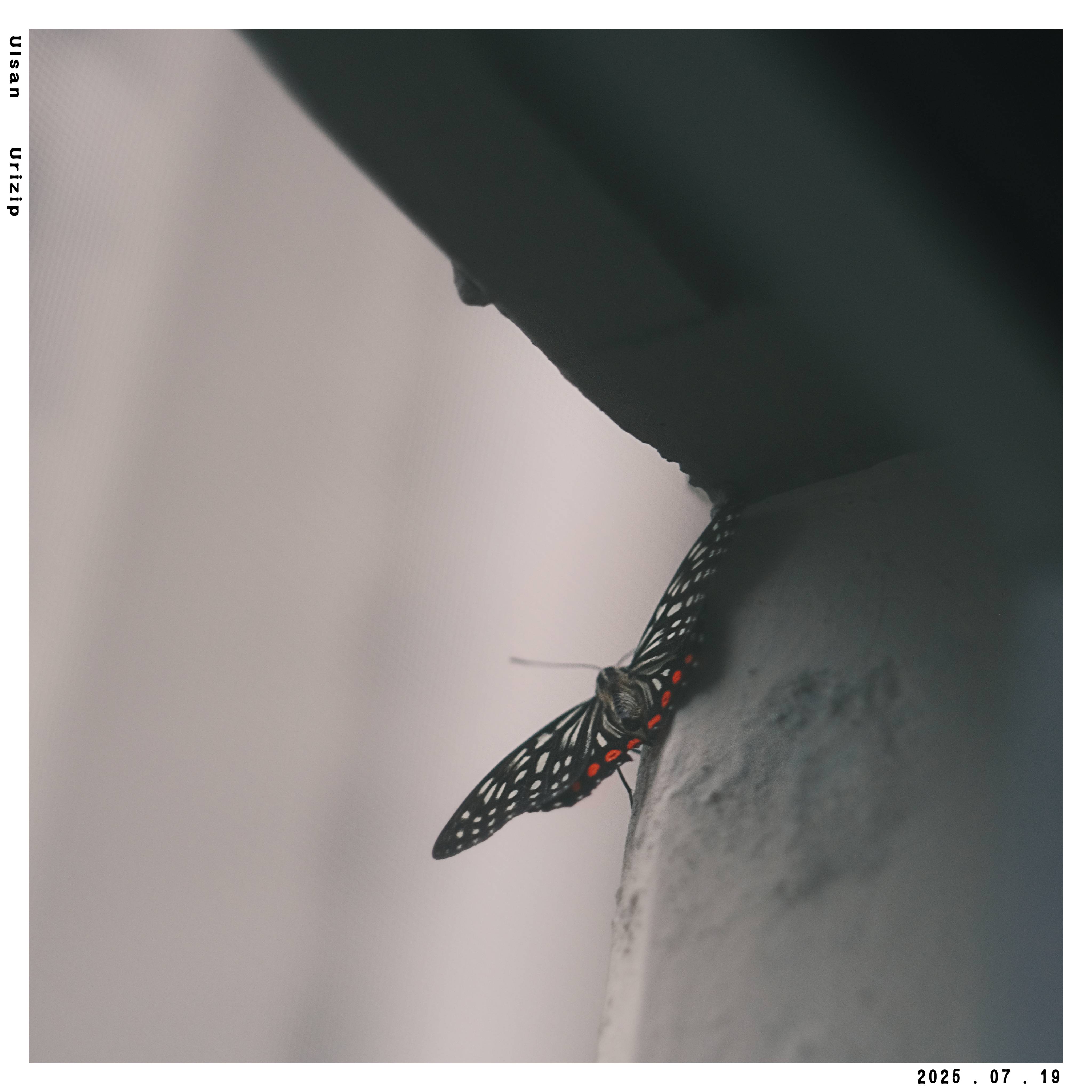 🦋 나비