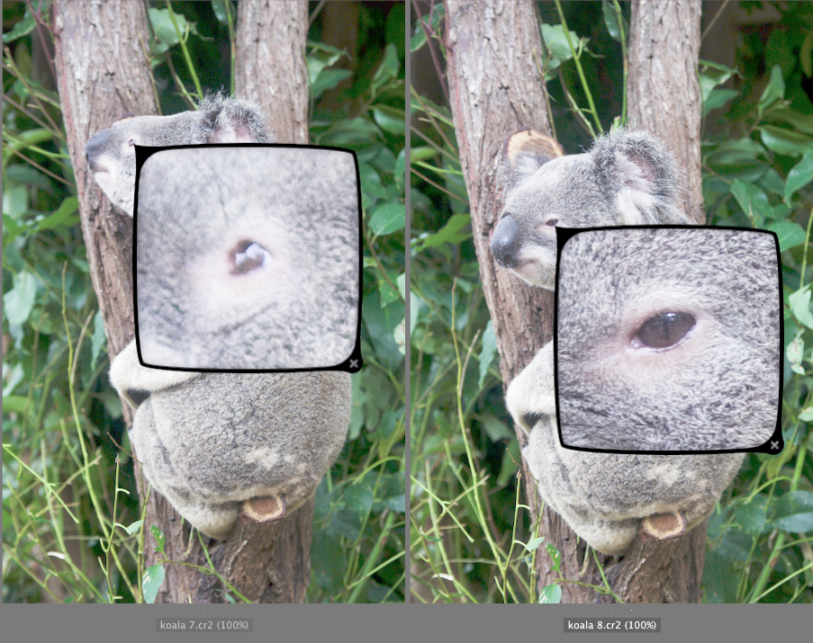 koala compare