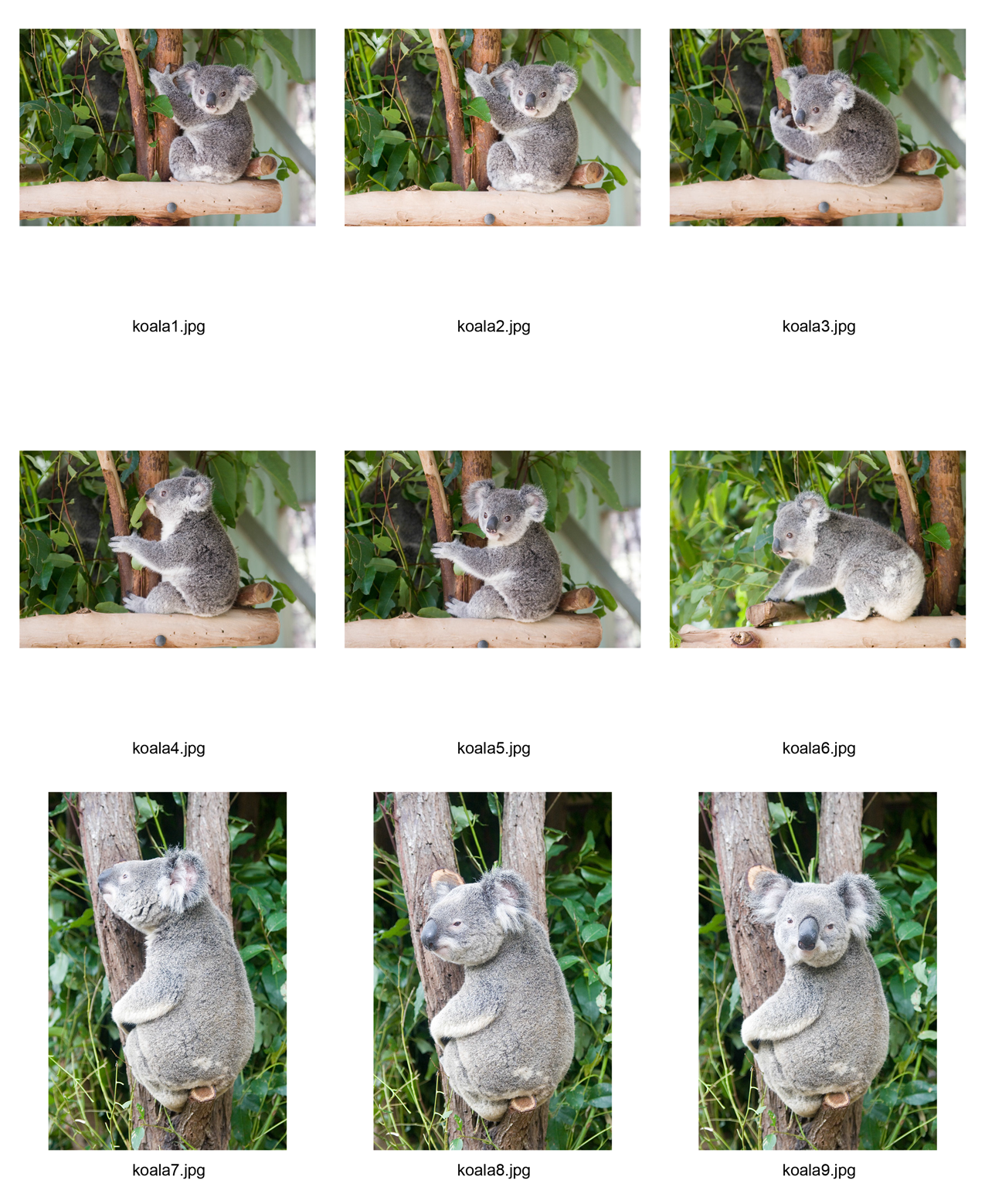 koala contact