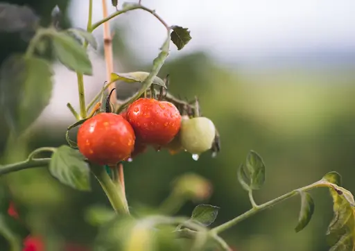 Close-up image of tomatoes on the vine, with a mix of ripe red tomatoes and an unripe green tomato, with water droplets visible on the fruit and leaves.