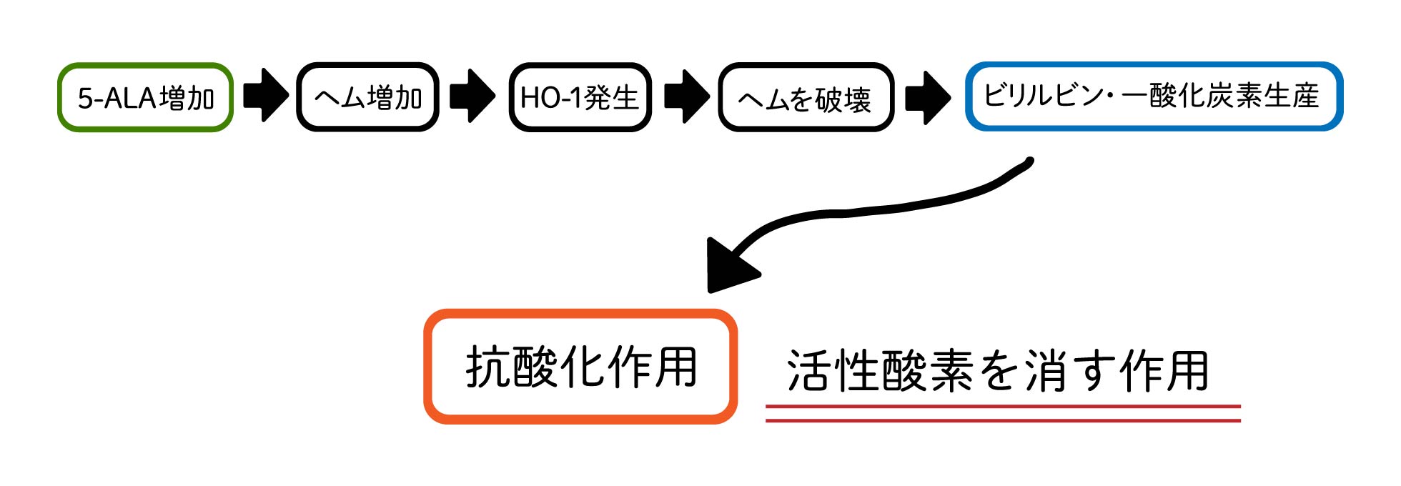 5ALA抗酸化作用