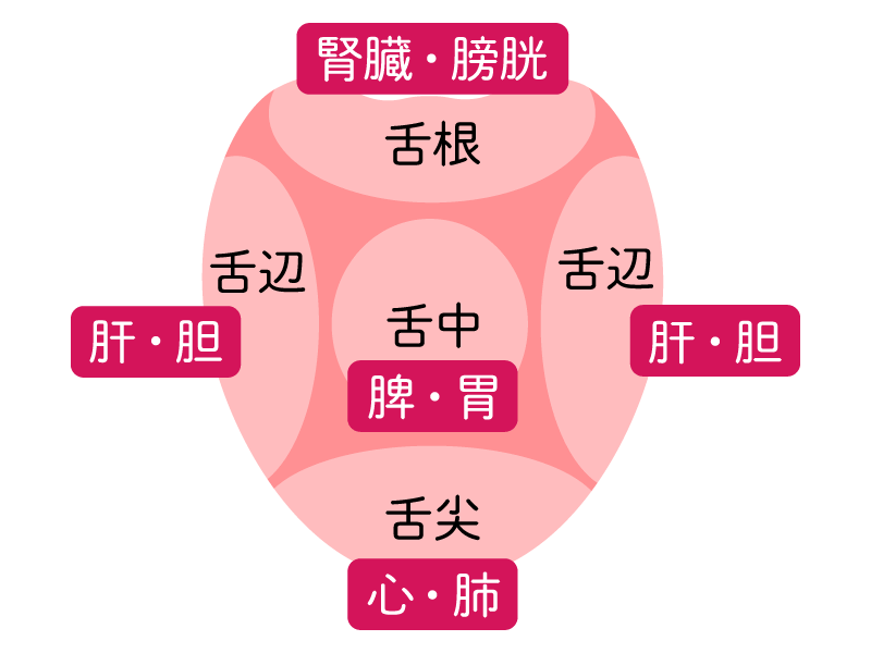 舌の臓器分布