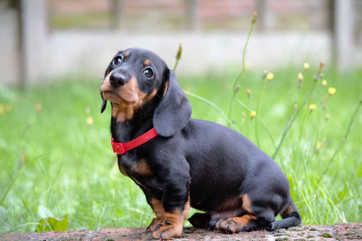 dachshunds-with-skin-allergies-dog-food-facts