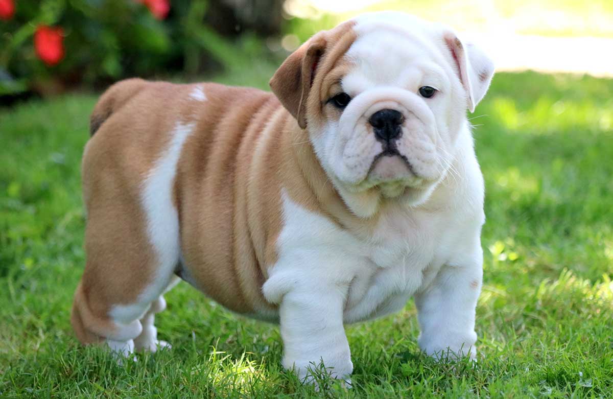 English Bulldogs with skin allergies - Dog food facts