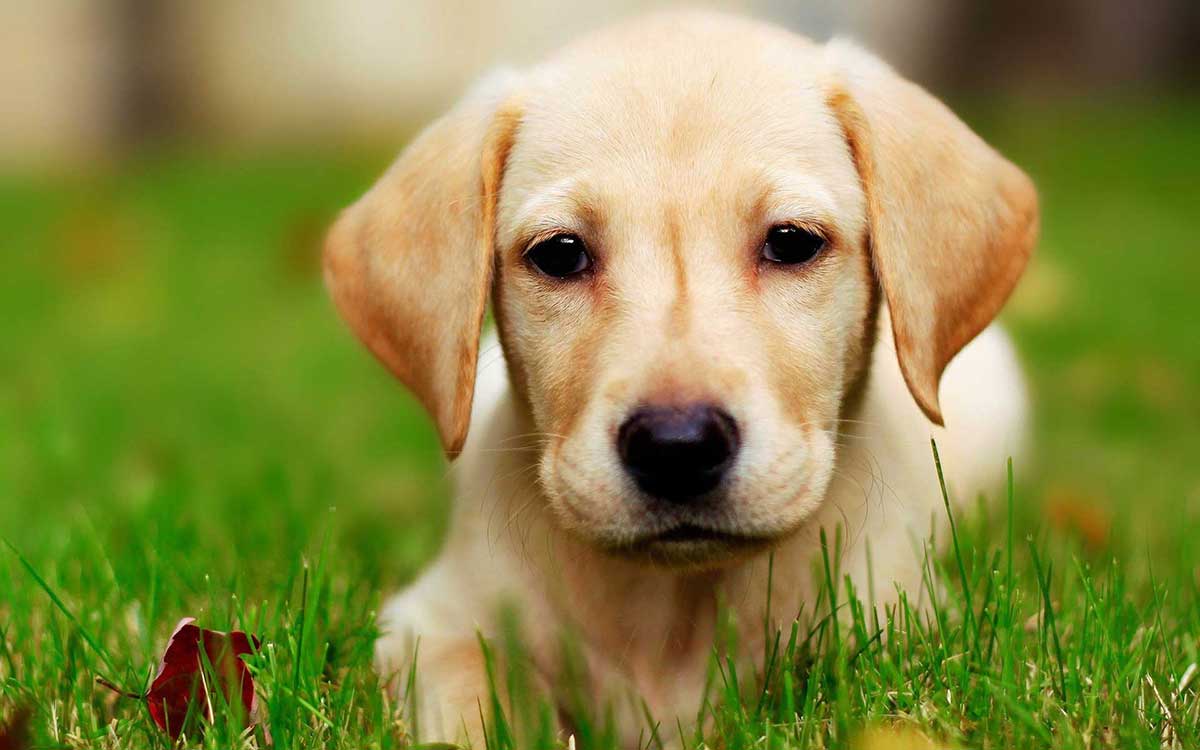 dogs-with-skin-allergies-dog-food-facts