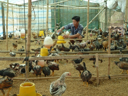 đệm lót sinh học trong chăn nuôi gà