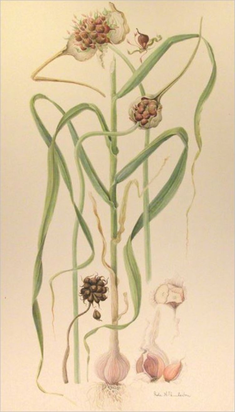 Cây Tỏi (Allium sativum L, Bulbus Allii)