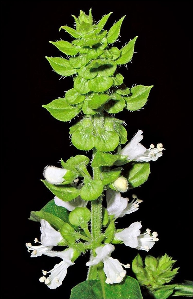 Trà tiên, rau quế, húng quế tây, é, é trắng, tiến thực (Ocimum basilicum L. var. pilosum (Willd.) Benth)
