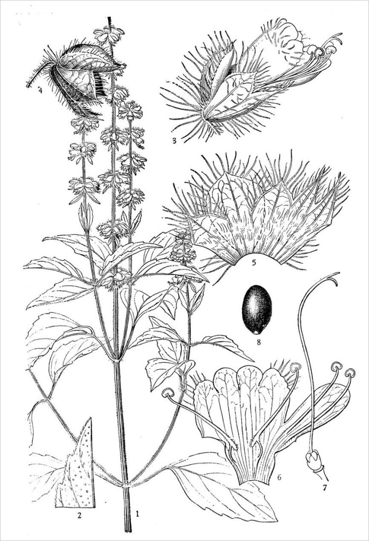 Trà tiên, rau quế, húng quế tây, é, é trắng, tiến thực (Ocimum basilicum L. var. pilosum (Willd.) Benth)