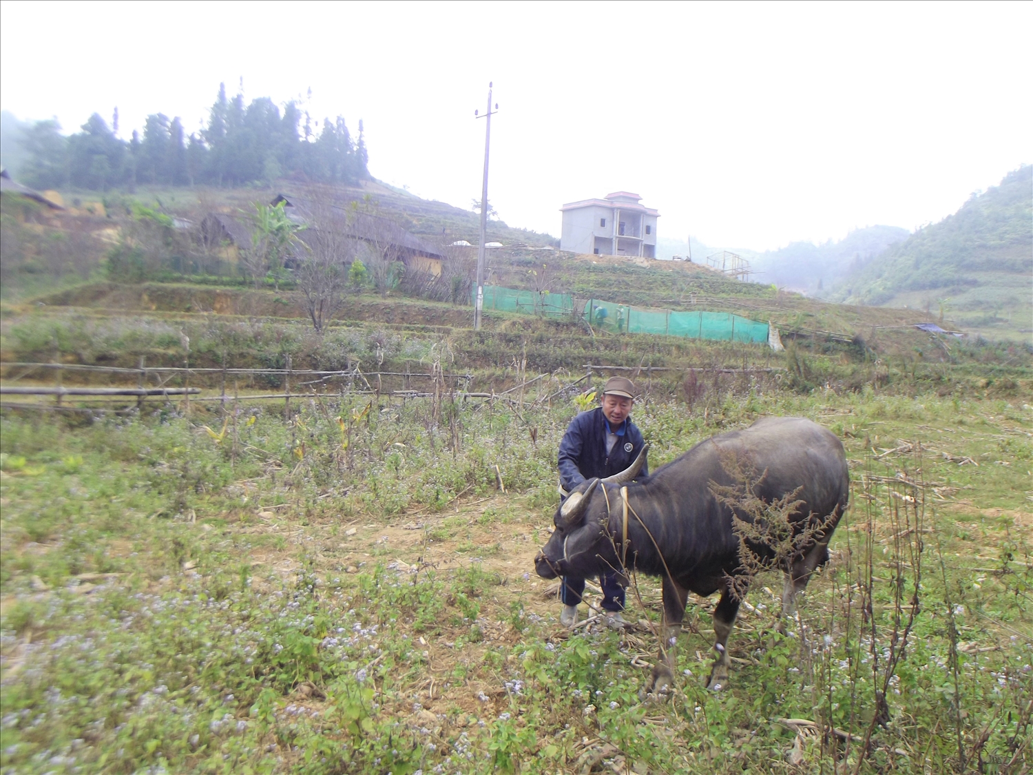 Hơn 10 năm qua, ông Giàng Seo Giáo là điển hình trong chăn nuôi gia súc tại xã Tả Văn Chư. 