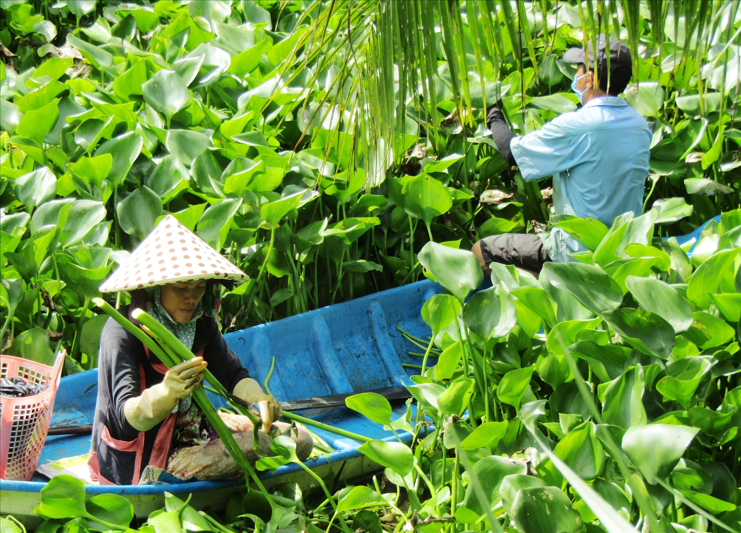 Thành viên HTX Thuận Thới đang thu hoạch lục bình