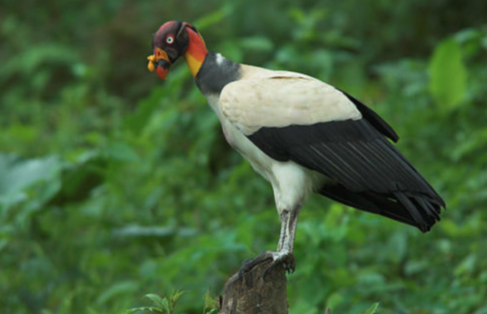 Cazadores disparan contra ejemplares de Zopilote Rey, ave en peligro de extinción