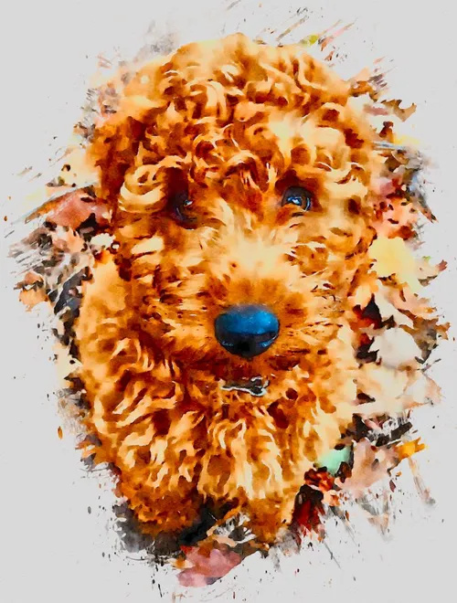 The Puppy  by Gargini10.