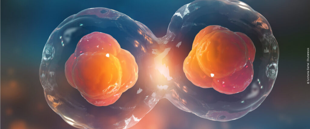 Meiose: o que é, fases, diferenças da mitose e resumo completo