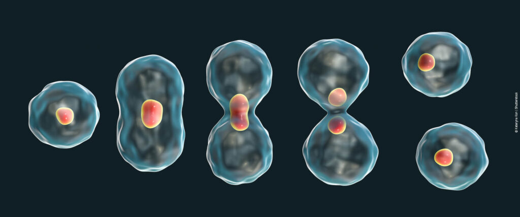 Divisão Celular - Biologia Enem