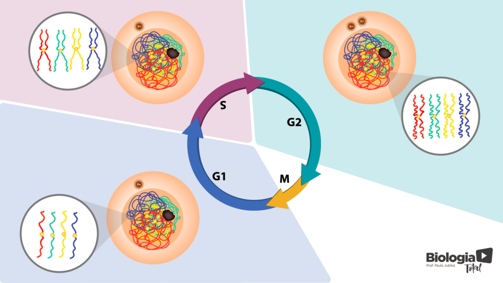 Interfase é dividida em 3 fases: G1, S e G2
