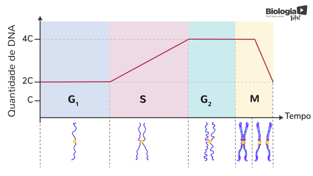 A quantidade de DNA que a célula possui num determinado momento do ciclo celular, varia de acordo com as fases da interfase. Ela é mínima no período G1, dobra no período S, atinge o valor máximo em G2 e na telófase a quantidade volta a ser mínima. 