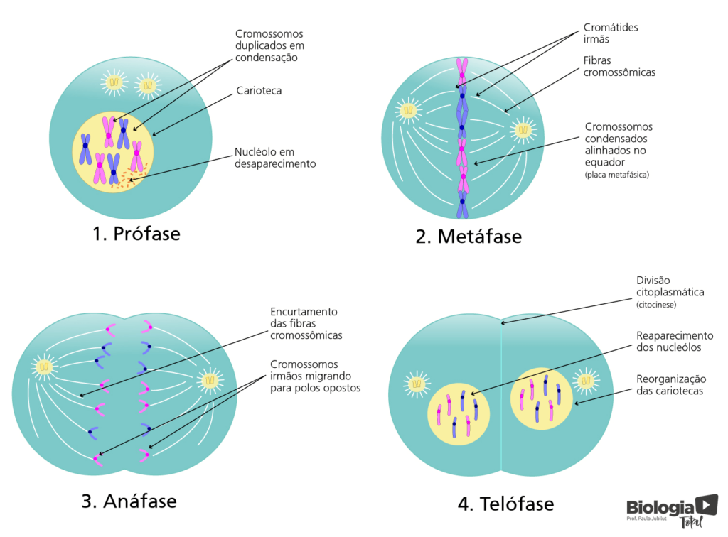 Mitose: o que é, qual a função, fases, como ocorre - Biologia Net