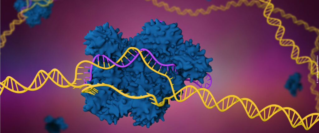 A CRISPR realiza cortes, a nível molecular, de genes de interesse, retirando-os da célula ou adicionando-os nela.
