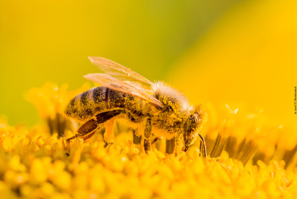 A importância das abelhas para o meio ambiente está muito relacionada com a polinização