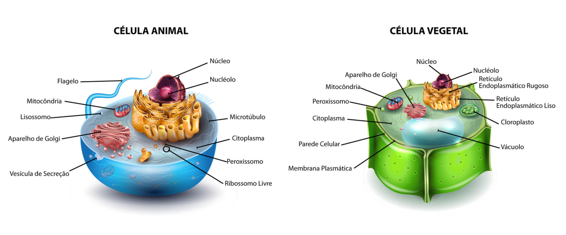 Confira as diferenças entre as células animal e vegetal