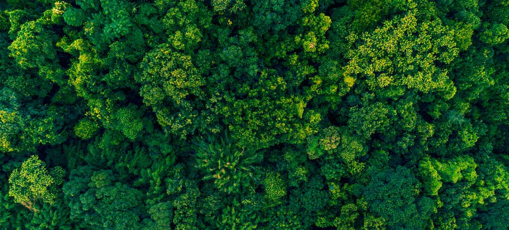 Dia Nacional da Mata Atlântica: o bioma mais ameaçado do Brasil