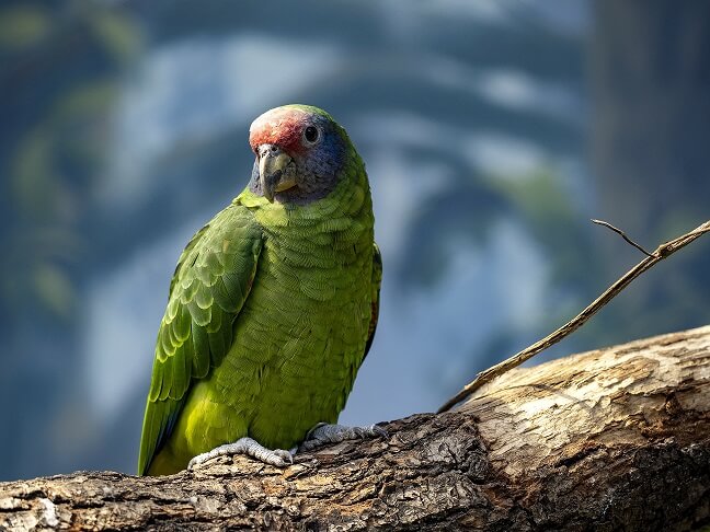 Amazona de cauda vermelha - Mata Atlântica