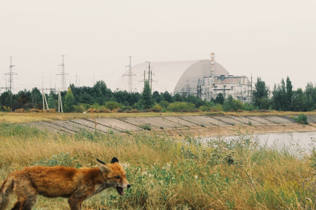 Na imagem, um lobo selvagem busca alimento pelos terrenos da usina de Chernobyl.