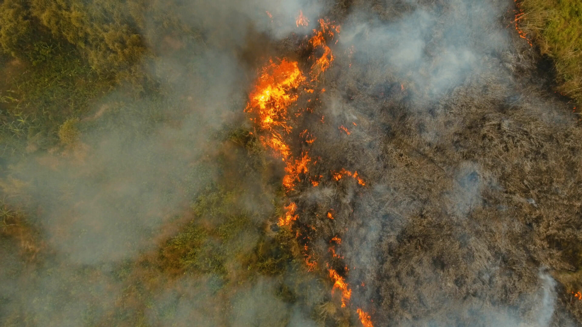 A ação do homem impacta diretamente nos processos de sucessão ecológica, como queimadas ou desmatamentos.