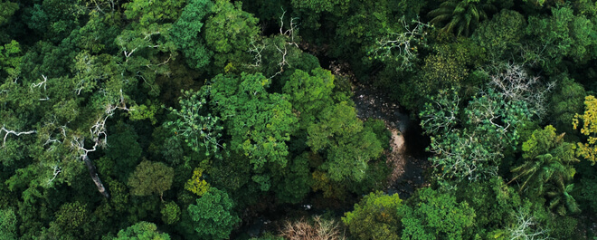 Sucessão Ecológica: o que é, causas e como ela ocorre