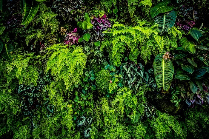 bioquímica: painel com tipos diferentes de plantas