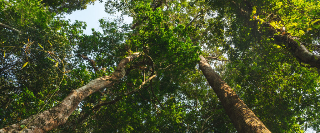 Sustentabilidade: tudo o que você precisa saber