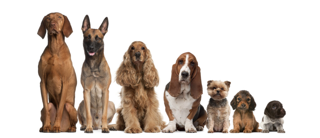 imagem mostra uma fileira com cachorros de várias raças e tamanhos fazendo uma referência ao MMC