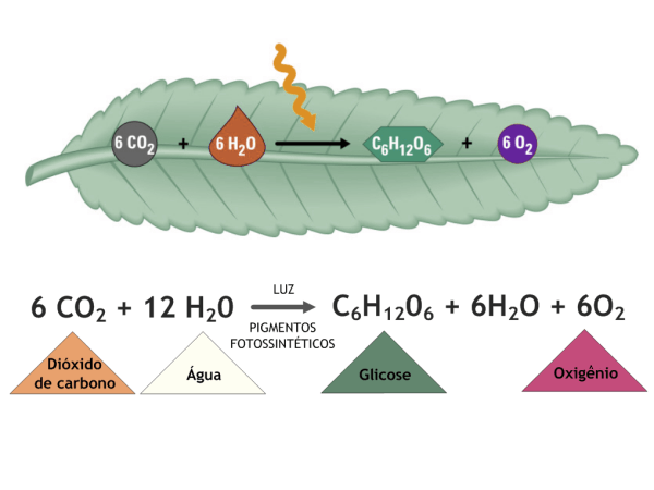 Equação geral do processo de fotossíntese. Dióxido de carbono e água são convertidos em glicose e oxigênio por meio da luz solar.