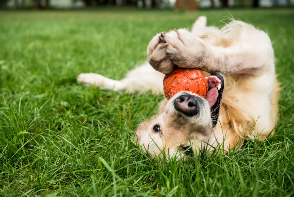 Imagem mostra cachorro rolando na grama com um bolinha. Imagem simboliza a renda extra que o estudante pode fazer cuidando de animais.