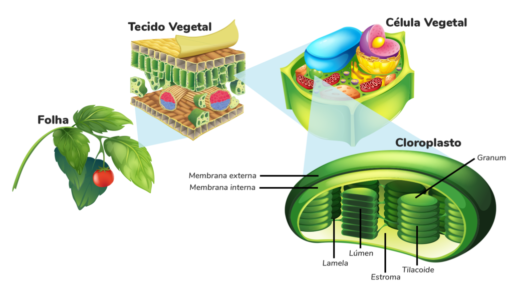 Estrutura do cloroplasto. A imagem mostra a seguinte sequência: a folha de uma planta, o tecido vegetal, a célula vegetal e o cloroplasto localizado no seu interior.