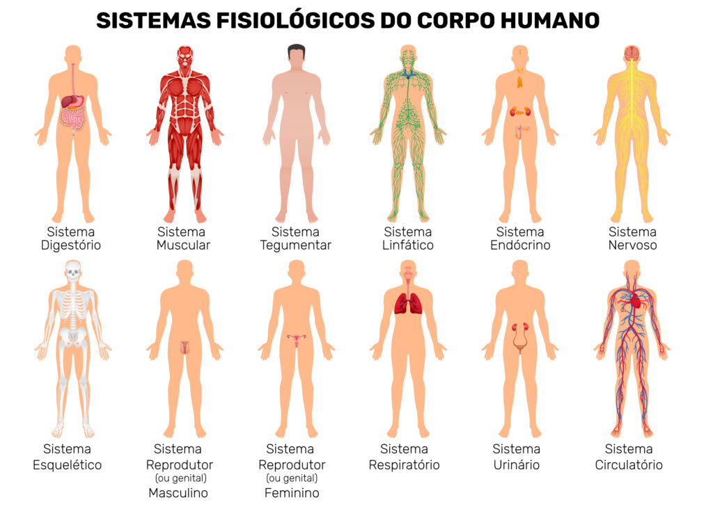 Imagem com a representação de modelos corporais dos diferentes sistemas de fisiologia do corpo humano.