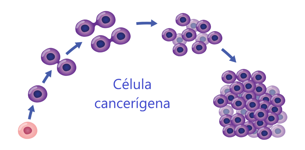 Mitose e Intérfase - Revisão de divisão celular - Biologia Enem