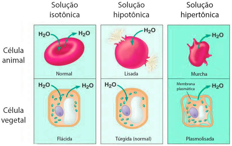 Imagem mostrando exemplo do que acontece com a célula animal e vegetal em relação a diferentes concentrações de soluções a partir do processo de osmose. 